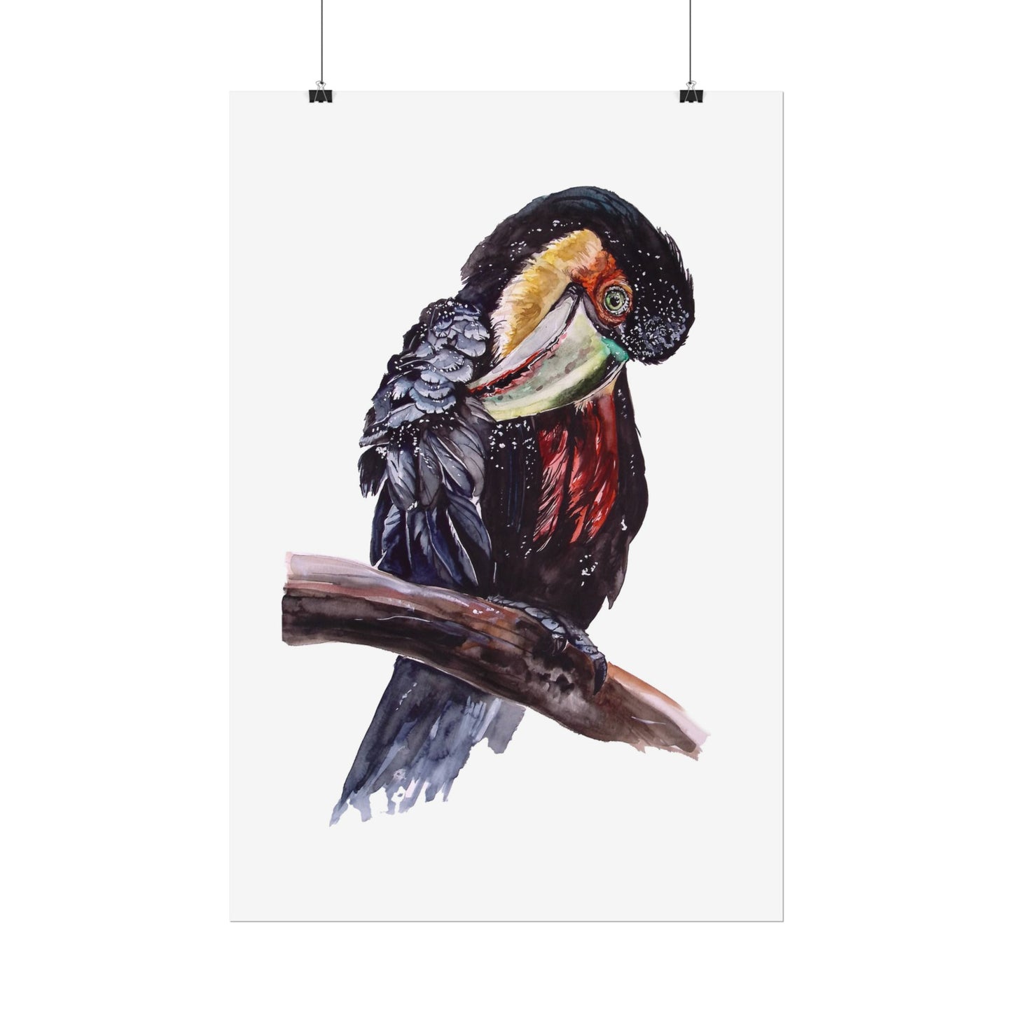 Rolled Posters Red-breasted toucan