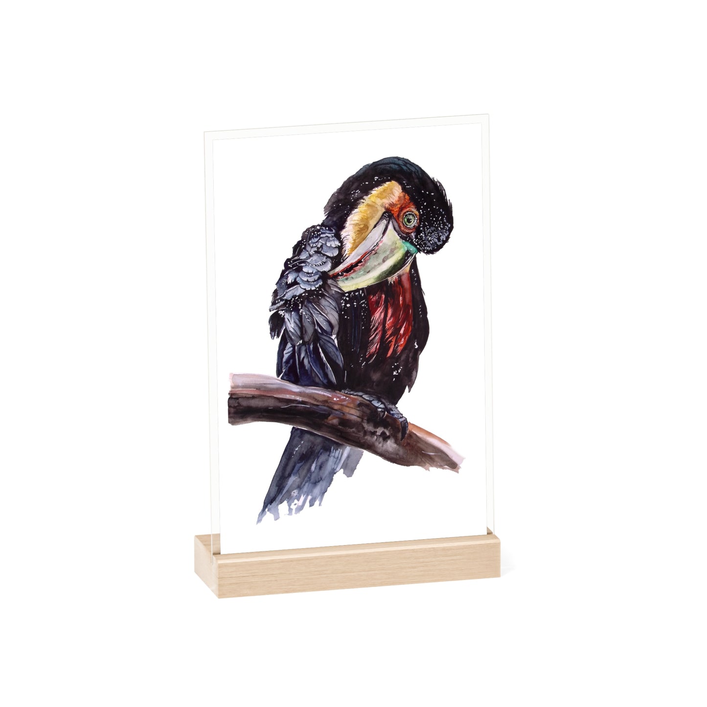 Acrylic Sign with Wooden Stand Red-breasted toucan