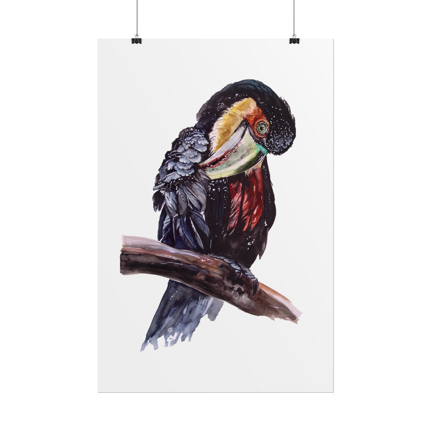 Rolled Posters Red-breasted toucan