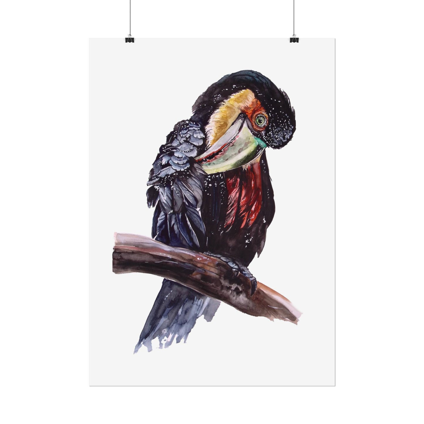 Rolled Posters Red-breasted toucan