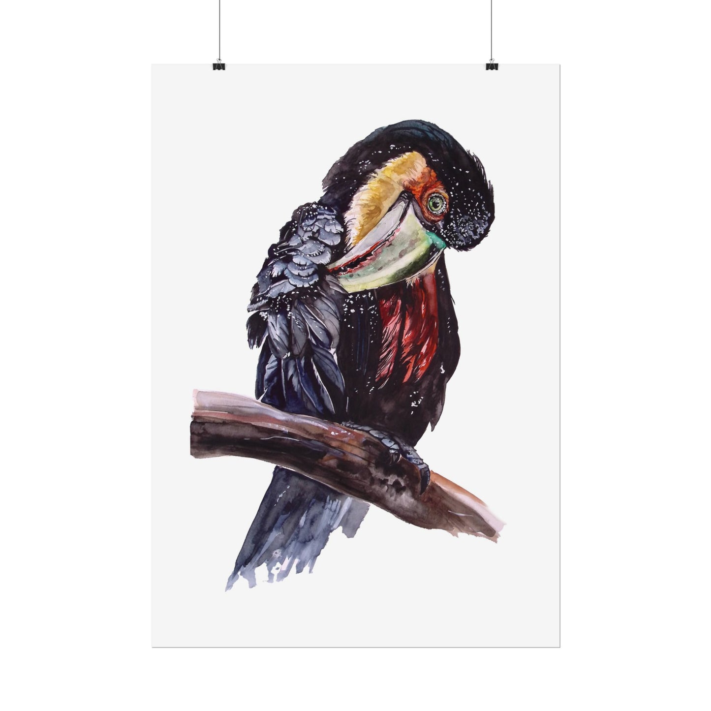 Rolled Posters Red-breasted toucan