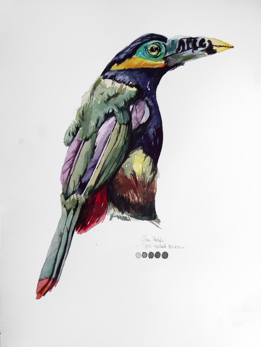 ORIGINAL ART spot-billed toucanet