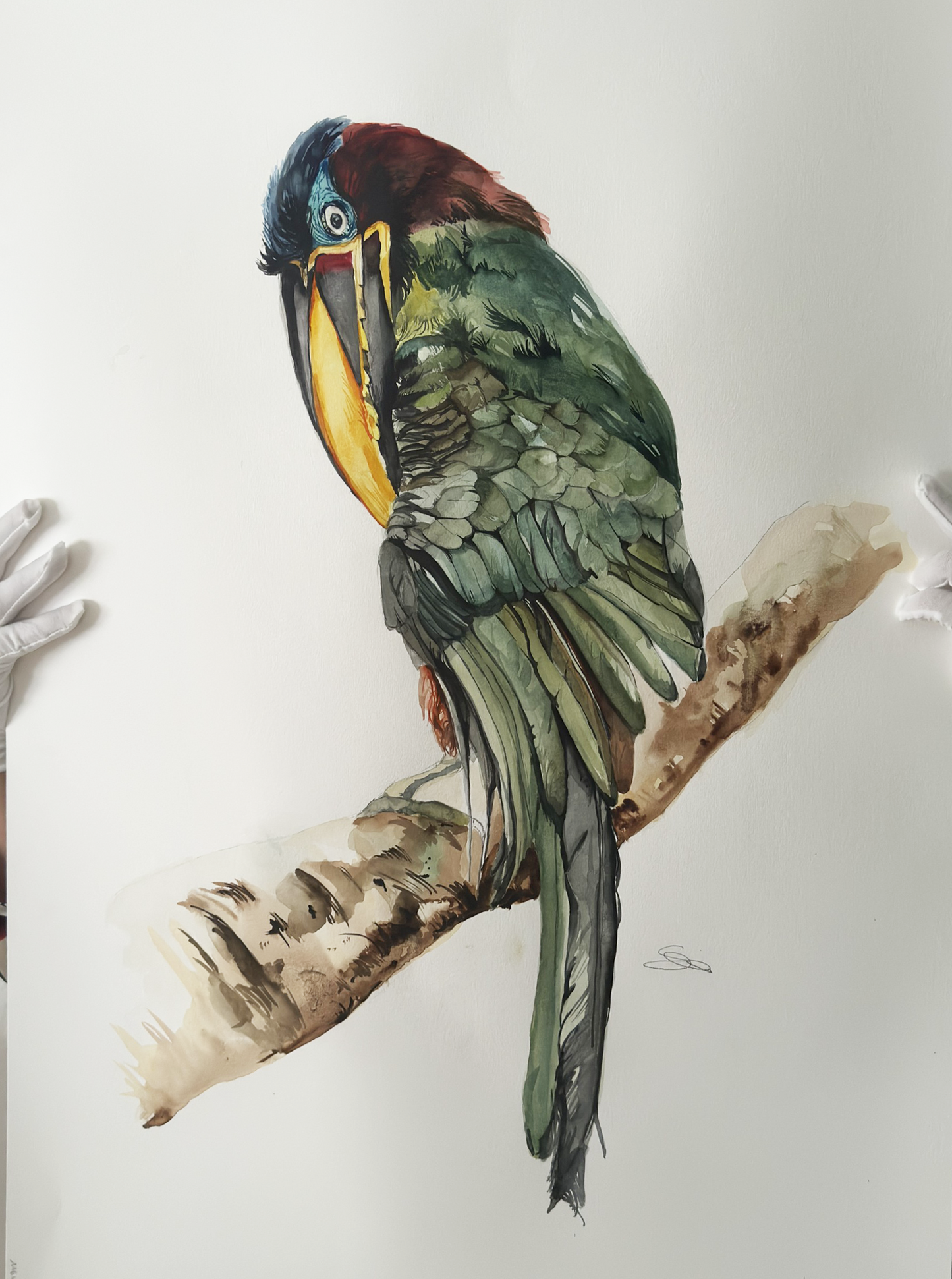 ORIGINAL ART chestnut-eared aracari