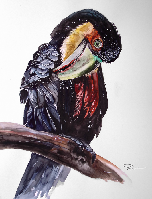 ORIGINAL ART Red-breasted toucan