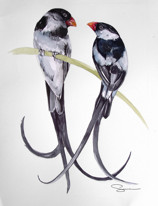 ORIGINAL ART Pin Tailed Whydah