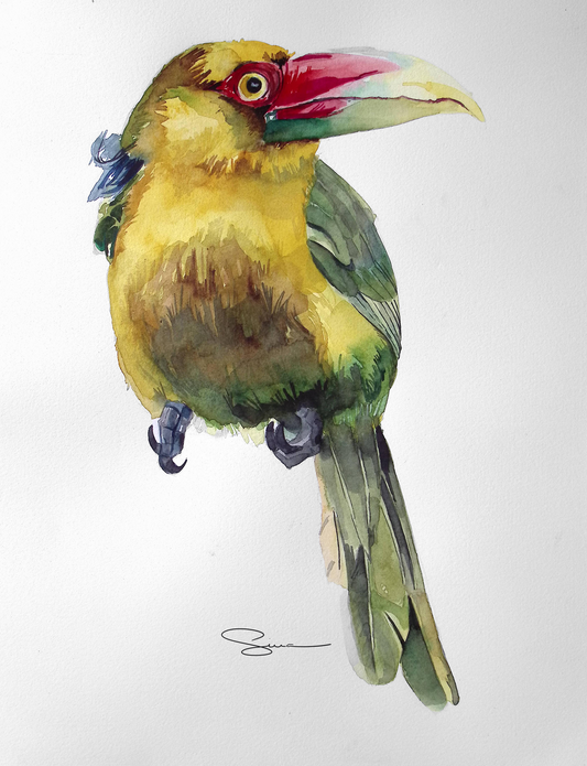 ORIGINAL ART Aracari banana/ saffron toucan